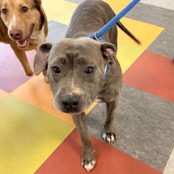 Mixed Breed Dogs Available for Adoption in Philadelphia, Pennsylvania - Storm | PetCurious