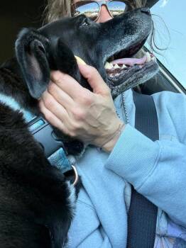 Savannah - Fostered in Omaha -  Labrador Retriever Dog for Adoption in Overland Park, Kansas - Savannah - Fostered In Omaha | PetCurious