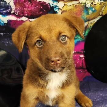 Shepherd and Mixed Breed Dogs Available for Adoption in Austin, Texas - Evanescence AL | PetCurious