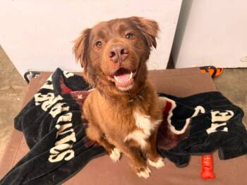 Chubbs -  Australian Shepherd Dog for Adoption in Indianapolis, Indiana - Chubbs | PetCurious
