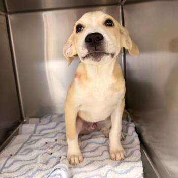 Almond Joy -  Mixed Breed Dog for Adoption in Spokane, Washington - Almond Joy | PetCurious