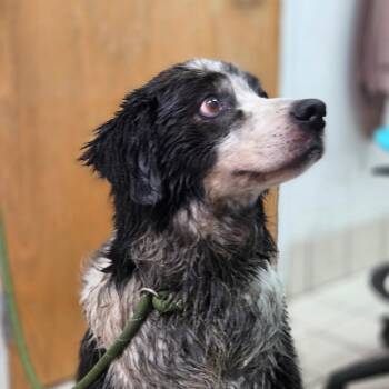 Rebel -  Mixed Breed Dog for Adoption in Charleston, West Virginia - Rebel | PetCurious