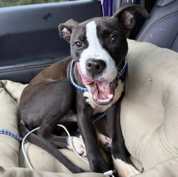 Remington -  Pit Bull Terrier Dog for Adoption in Naperville, Illinois - Remington | PetCurious