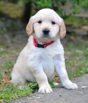 Golden Retriever Dogs Available for Adoption in Memphis, Tennessee - Lexie | PetCurious