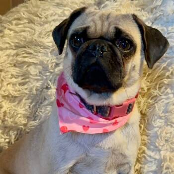 Rescue Pug Dogs for Adoption in San Diego, California - Trixie | PetCurious