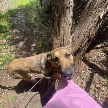 German Shepherd Dog and Mixed Breed Dogs Available for Adoption in Kyle, Texas - SHE-RA | PetCurious