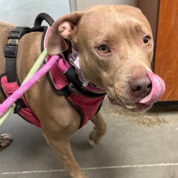 Bonita -  Pit Bull Terrier Dog for Adoption in Yuma, Arizona - Bonita | PetCurious