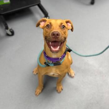 Mira -  Mixed Breed Dog for Adoption in Sarasota, Florida - Mira | PetCurious