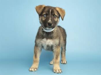 German Shepherd Dog Dogs Available for Adoption in Phoenix, Arizona - LINDOR | PetCurious