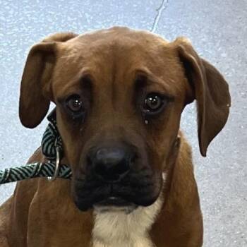 Isabela -  Mixed Breed Dog for Adoption in Las Cruces, New Mexico - Isabela | PetCurious