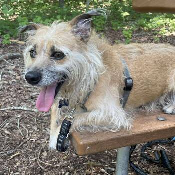 Rescue Norfolk Terrier and Terrier Dogs for Adoption in Hillsborough, North Carolina - Harley | PetCurious