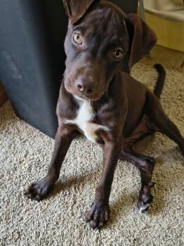 Bonnie Blue -  Labrador Retriever Dog for Adoption in Yukon, Oklahoma - Bonnie Blue | PetCurious