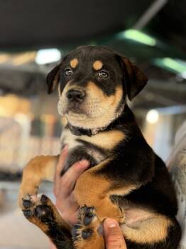 Sally -  Doberman Pinscher Dog for Adoption in Pleasant Hill, California - Sally | PetCurious