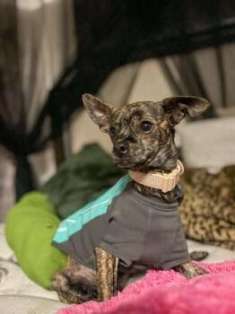 Figgie Smalls -  Chihuahua Dog for Adoption in Salt Lake City, Utah - Figgie Smalls | PetCurious