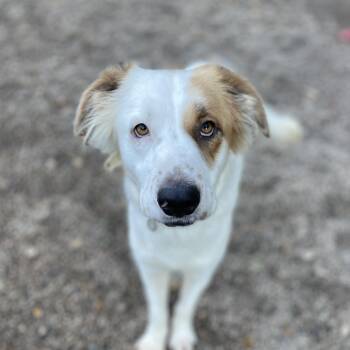 Rescue Collie Dogs for Adoption in Columbia, South Carolina - Marion | PetCurious