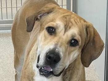 Rescue Mixed Breed Dogs for Adoption in Georgetown, Texas - Boris | PetCurious