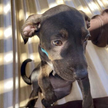 Rescue Mixed Breed Dogs for Adoption in San Juan Capistrano, California - Lucy | PetCurious