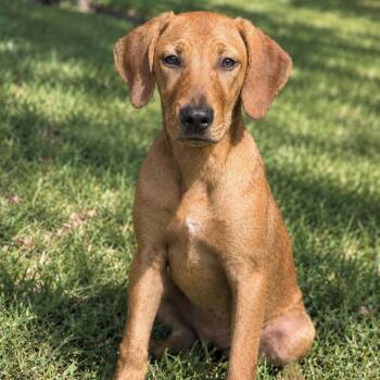 Tamara -  Mixed Breed Dog for Adoption in Jupiter, Florida - Tamara | PetCurious