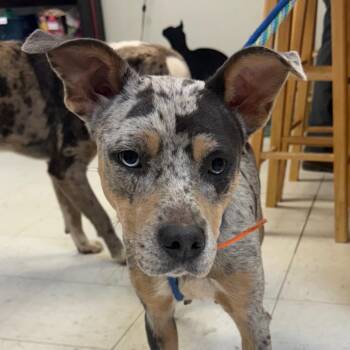 Mixed Breed Dogs Available for Adoption - Danica | PetCurious