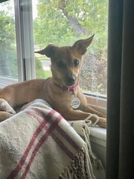 Diamond -  Chihuahua Dog Available for Adoption in Denver, Colorado - Diamond | PetCurious