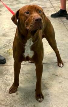 Leftovers -  Labrador Retriever and Mixed Breed Dog for Adoption in Lampasas, Texas - Leftovers | PetCurious
