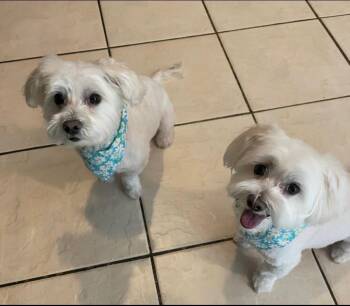 Maltese Dogs Available for Adoption - POLO AND PRINCE (BONDED BROTHERS) | PetCurious
