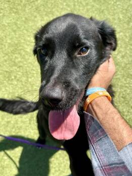 Archie -  Mixed Breed Dog for Adoption in Wichita, Kansas - Archie | PetCurious