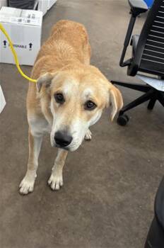 FINN -  Mixed Breed Dog for Adoption in Dallas, Texas - FINN | PetCurious