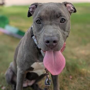 Lottie -  Mixed Breed Dog for Adoption in West Olive, Michigan - Lottie | PetCurious