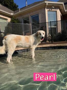 Pearl -  Great Pyrenees Dog for Adoption in Southlake, Texas - Pearl | PetCurious