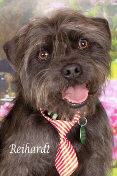 Shepherd Dogs Available for Adoption in Gilbert, Arizona - Reinhardt | PetCurious