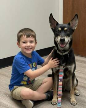 Braeburn Apple -  Catahoula Leopard Dog and Husky Dog for Adoption in Friendswood, Texas - Braeburn Apple | PetCurious