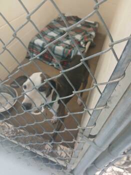 Rescue Mixed Breed Dogs for Adoption in Dyersburg, Tennessee - Cookie | PetCurious