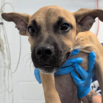 Bundt Cake -  American Staffordshire Terrier and Black Mouth Cur Dog for Adoption in Hattiesburg, Mississippi - Bundt Cake | PetCurious