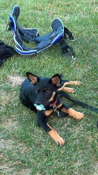 Summer -  Hound Dog for Adoption in Springville, New York - Summer | PetCurious