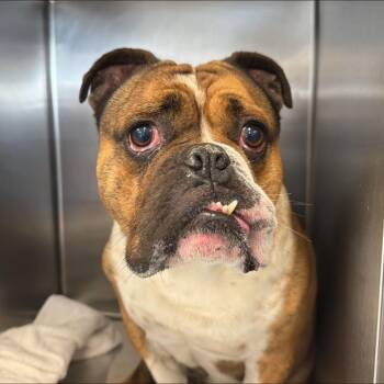 English Bulldog and Mixed Breed Dogs Available for Adoption - Midus *FOSTER OR FOSTER-TO-ADOPT NEEDED* | PetCurious