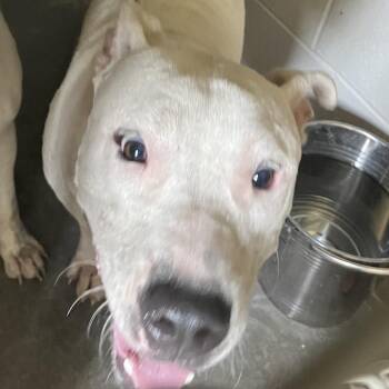 Bruce -  Pit Bull Terrier Dog for Adoption in Richmond Hill, Georgia - Bruce | PetCurious