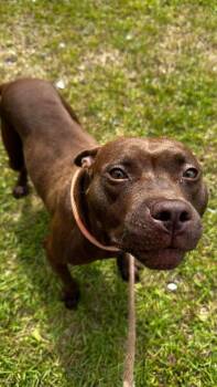 Pit Bull Terrier Dogs Available for Adoption in New Bern, North Carolina - Peppa | PetCurious