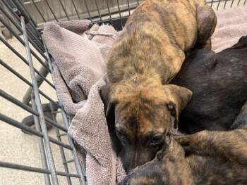 MEADOW -  American Staffordshire Terrier and Mixed Breed Dog for Adoption in Tallahassee, Florida - MEADOW | PetCurious