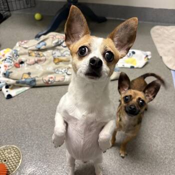 Tico -  Chihuahua Dog for Adoption in Brockton, Massachusetts - Tico | PetCurious