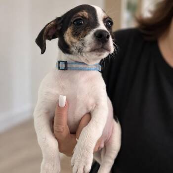 Raisin -  American Staffordshire Terrier and Chihuahua Dog for Adoption in Tampa, Florida - Raisin | PetCurious