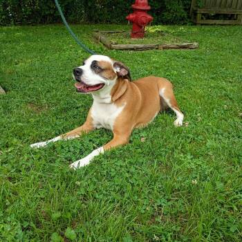 Reba -  Boxer Dog for Adoption in Maynardville, Tennessee - Reba | PetCurious
