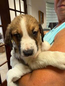 Ripley - Halloween Litter -  Anatolian Shepherd and Hound Dog for Adoption in Holly Springs, North Carolina - Ripley - Halloween Litter | PetCurious