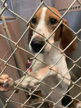 Coonhound Dogs Available for Adoption - Gerogia | PetCurious