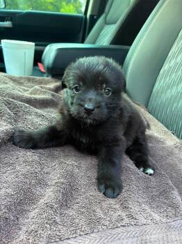 Monroe the mixed breed puppy -  Miniature Pinscher and Schnauzer Dog for Adoption in Muskego, Wisconsin - Monroe The Mixed Breed Puppy | PetCurious