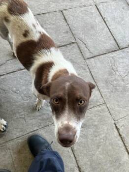 ARI -  Mixed Breed Dog for Adoption in Dallas, Texas - ARI | PetCurious