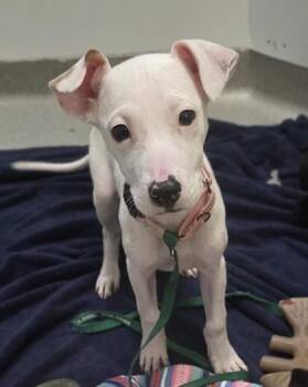 Mixed Breed Dogs Available for Adoption - Melody | PetCurious