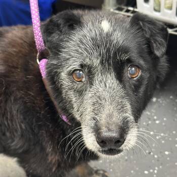Old Man Jenkins -  Mixed Breed Dog for Adoption in Columbiana, Alabama - Old Man Jenkins | PetCurious