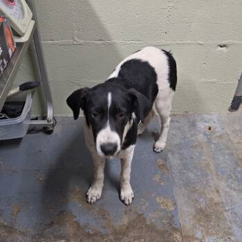 Rescue Black Labrador Retriever and Mixed Breed Dogs for Adoption in Eureka Springs, Arkansas - Dollar | PetCurious