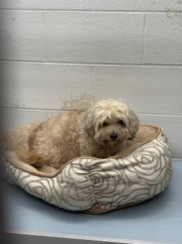 Hannah -  Havanese Dog for Adoption in Ashland, Virginia - Hannah | PetCurious